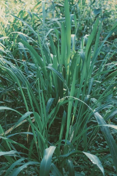 Arka Plan Veya Doku Yeşil Vetiver Bırakır — Stok fotoğraf