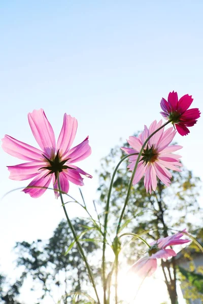 Beautiful Pink Cosmos Flowers Blue Sky — Stock Photo, Image