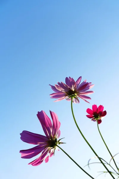 Krásné Růžové Kosmu Květiny Modré Nebe — Stock fotografie