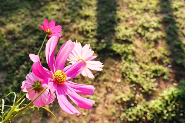 ピンク色のコスモスの花と太陽の光の美し — ストック写真