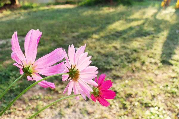 Hermosa Flores Rosadas Cosmos Luz Del Sol — Foto de Stock