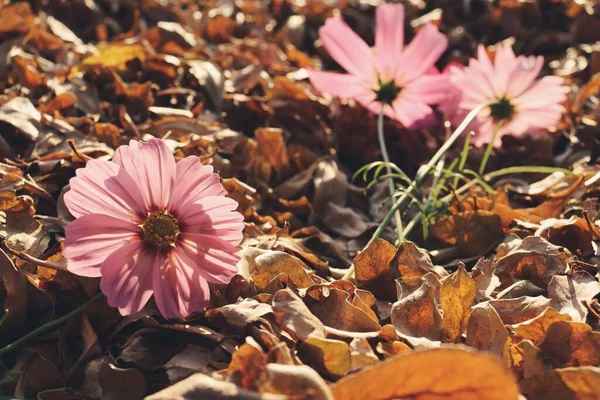 ピンク色のコスモスの花や乾燥葉の美しさ — ストック写真