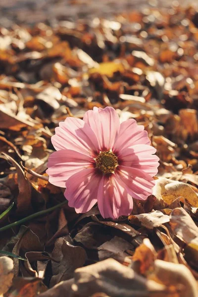 Krásné Růžové Kosmu Květiny Sušené Listy — Stock fotografie
