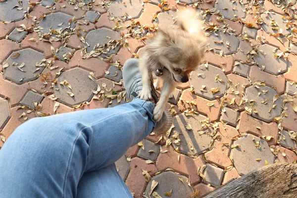 Cute Dog Playing Legs Woman — Stock Photo, Image