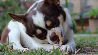 Kemik yiyen beyaz chihuahua köpeğinin şirinliği.