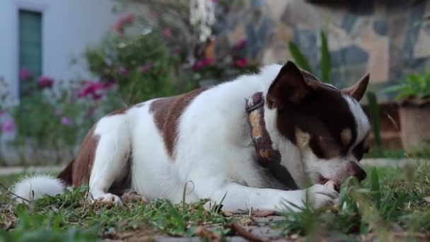 Lindo Blanco Chihuahua Perro Comer Hueso Clip De Vídeo