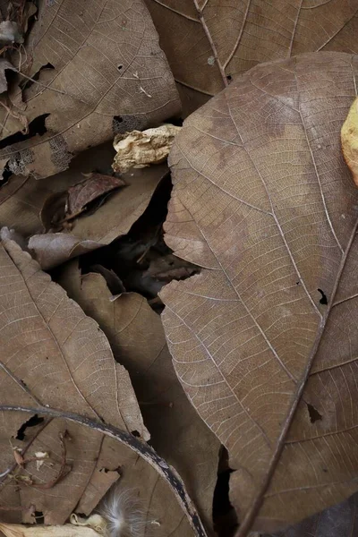 Beau Fond Feuilles Séchées Brunes — Photo