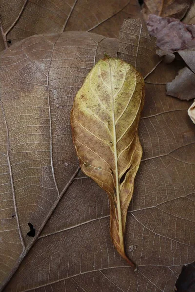 Beautiful Brown Dried Leaves Background — Stock Photo, Image