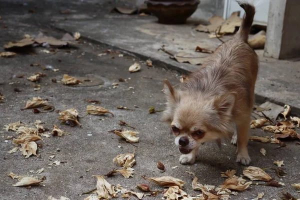 白と茶色のかわいいChihuahua犬 — ストック写真
