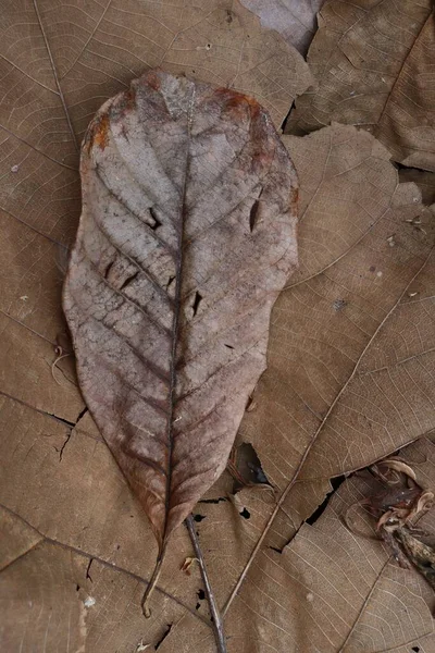 Красивые Коричневые Сушеные Листья Фона — стоковое фото