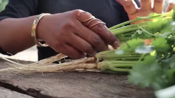 新鲜的绿色香菜和手 图库视频片段