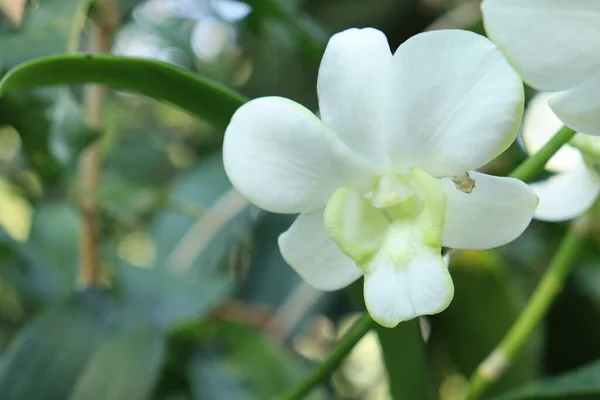 Piękne Białe Kwiaty Orchidei Zielone Liście — Zdjęcie stockowe