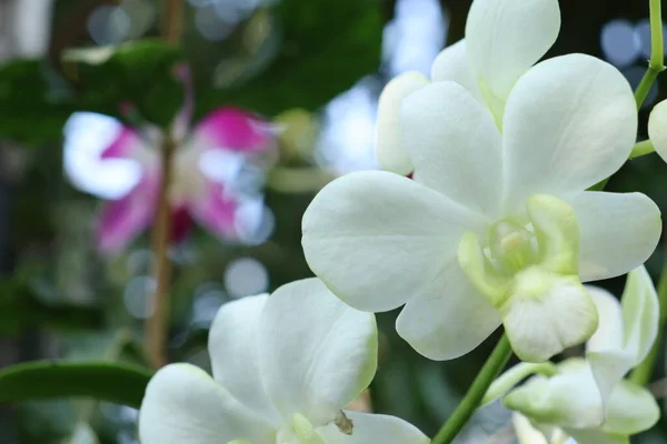 Vacker Vita Orkidéer Blommor Och Gröna Blad — Stockfoto