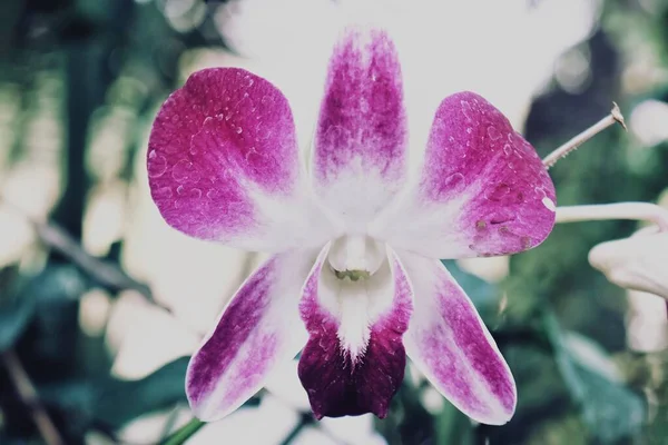 Красива Рожева Орхідея Квітами Зеленим Листям — стокове фото