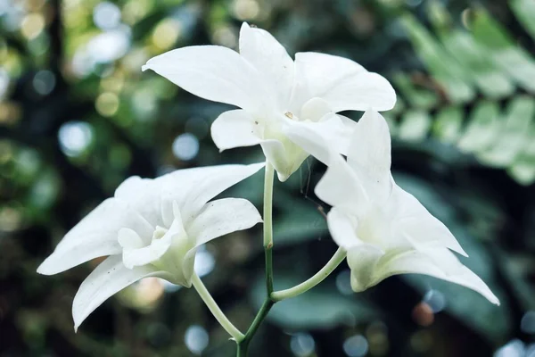 Belle Des Fleurs Blanches Orchidée Des Feuilles Vertes — Photo