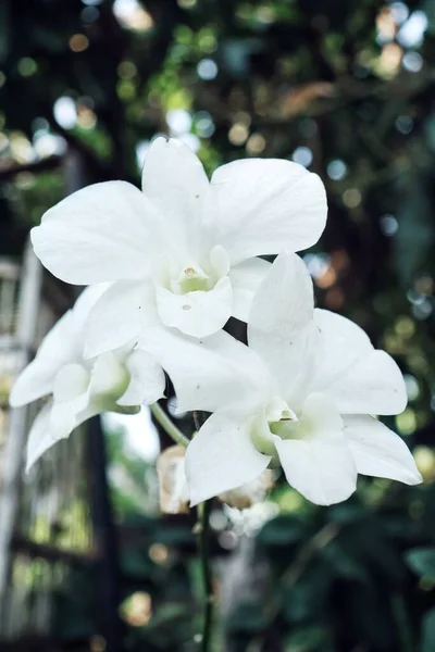 Schöne Weiße Orchideenblüten Und Grüne Blätter — Stockfoto