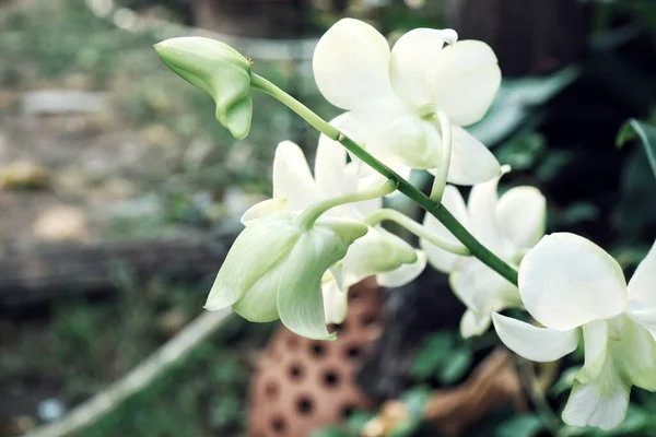 Krásné Bílé Orchideje Květiny Zelené Listy — Stock fotografie