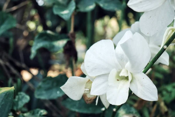 Krásné Bílé Orchideje Květiny Zelené Listy — Stock fotografie