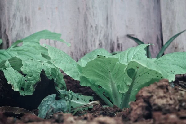 Fresh Lettuce Chinese Soil Garden — Stock Photo, Image