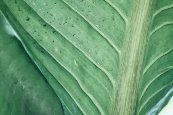 Красива Зелене Тропічне Листя Фон Або Текстура — стокове фото