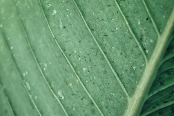 Piękne Zielone Liście Tropikalne Tło Lub Tekstura — Zdjęcie stockowe