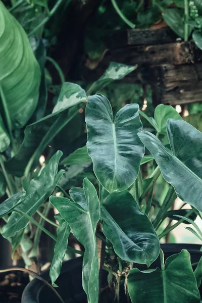 Krásné Zelené Tropické Listy Pozadí Nebo Textury — Stock fotografie