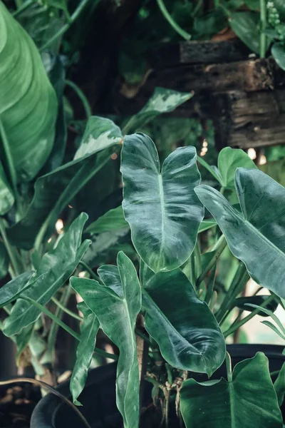 Bello Sfondo Verde Foglie Tropicali Consistenza — Foto Stock