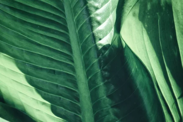 Vacker Gröna Tropiska Blad Bakgrund Eller Konsistens — Stockfoto