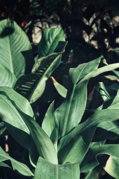 Mooi Van Groene Tropische Bladeren Achtergrond Textuur — Stockfoto