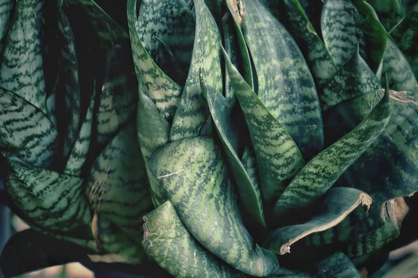 Beautiful Green Tropical Leaves Background Texture — Stock Photo, Image