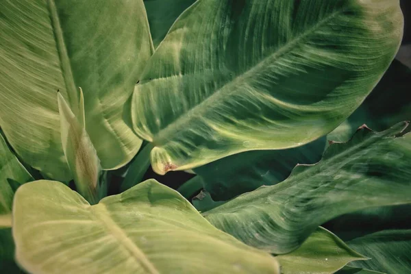 Bello Sfondo Verde Foglie Tropicali Consistenza — Foto Stock