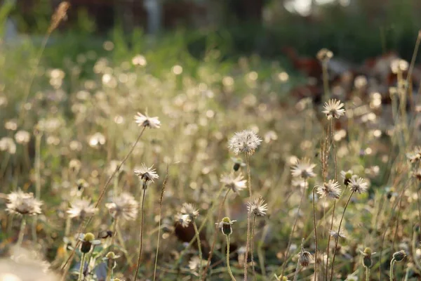 Gyönyörű Tavasz Fehér Kis Virágok Természetben — Stock Fotó