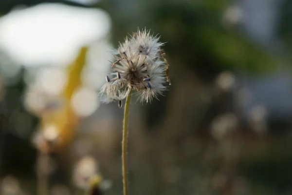 Schöne Frühlingsblumen Der Natur — Stockfoto