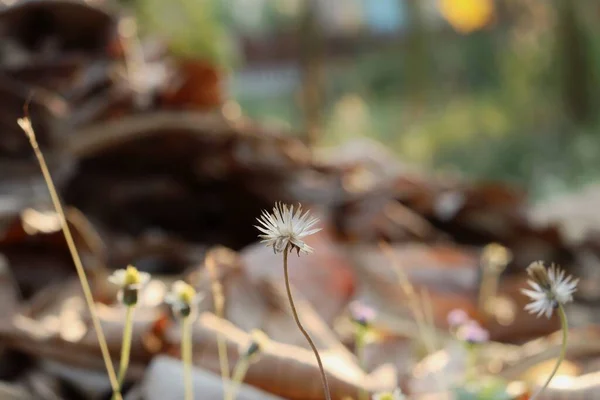 Gyönyörű Tavasz Fehér Kis Virágok Természetben — Stock Fotó