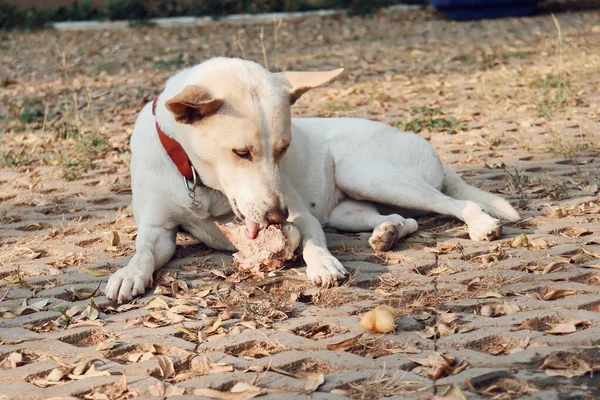 可爱的狗在花园里吃骨头 — 图库照片