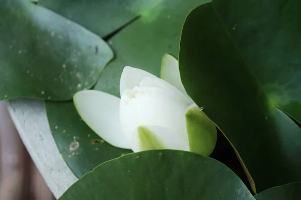 Prachtig Van Witte Lotusbloemen Groene Bladeren — Stockfoto