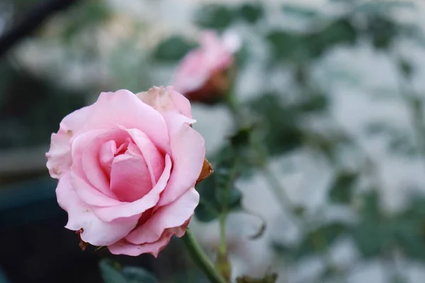 Mooi Van Rozenbloem Groene Bladeren — Stockfoto