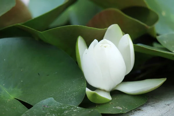 Όμορφα Λευκά Άνθη Λωτού Και Πράσινα Φύλλα — Φωτογραφία Αρχείου