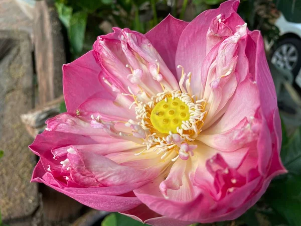 Όμορφα Ροζ Λουλούδια Λωτού Και Πράσινα Φύλλα — Φωτογραφία Αρχείου