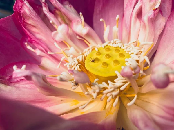 Beautiful Pink Lotus Flowers Green Leaves — Stock Photo, Image