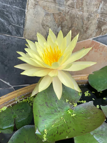 Schöne Gelbe Lotusblüten Und Grüne Blätter — Stockfoto