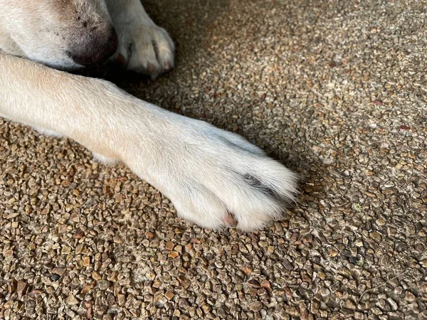Primo Piano Del Cane Labrador Piede Sfondo Marrone — Foto Stock