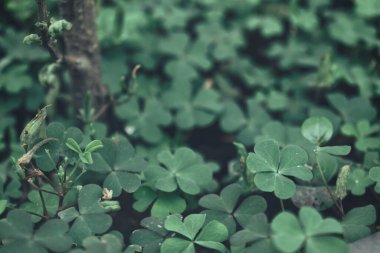 Yeşil güzel şanslı yonca arkaplan dokusunu bırakır