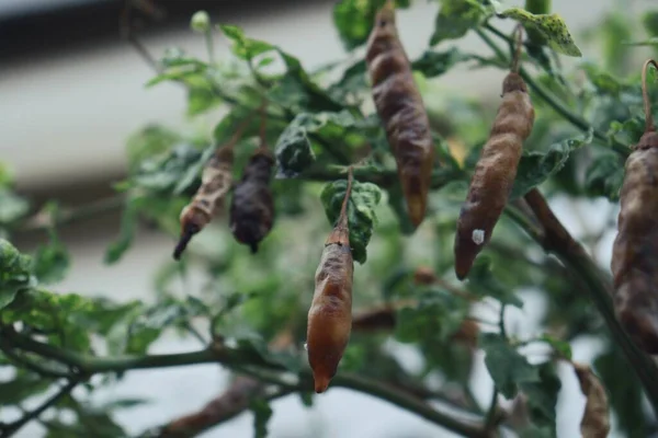 Close Rotten Peppers Green Leaves Tree — Stock Photo, Image