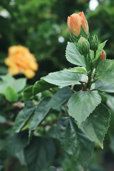 Piękny Hibiskus Pomarańczowe Kwiaty Tropikalne Zielone Liście — Zdjęcie stockowe