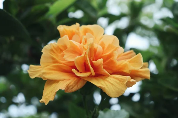 Hermosa Hibisco Naranja Flores Tropicales Hojas Verdes — Foto de Stock