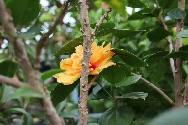 Bonito Hibisco Laranja Flores Tropicais Folhas Verdes — Fotografia de Stock