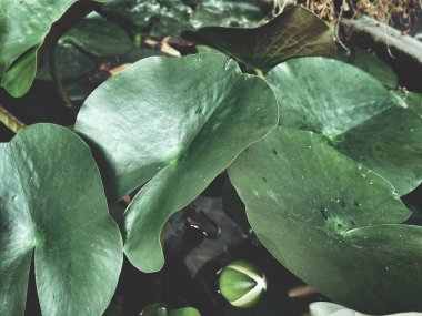 Yeşil tropik yaprakların arkaplan dokusunun güzelliği