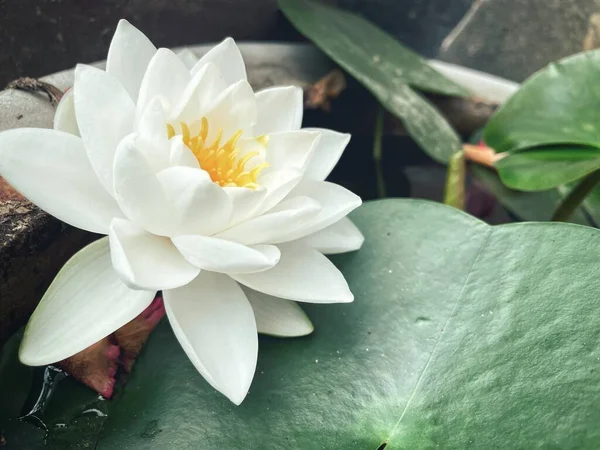 Hermosa Flores Loto Blanco Hojas Verdes — Foto de Stock