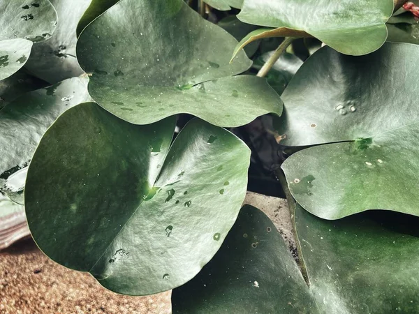 Schöne Von Grünen Tropischen Blättern Hintergrund Textur — Stockfoto